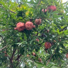 ザクロ2キロ　岡山の画像
