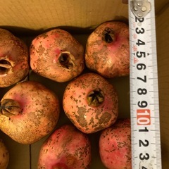 ザクロ2キロ　岡山の画像