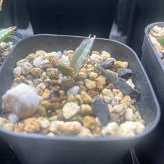 アガベ　シーザー　子株の画像