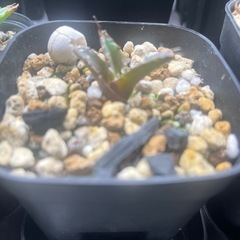 アガベ　シーザー　子株の画像