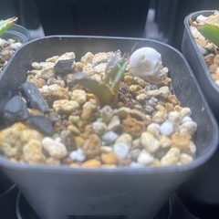 アガベ　シーザー　子株の画像