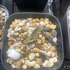 アガベ　シーザー　子株の画像