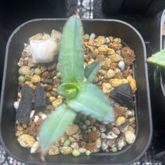 アガベ　チタノタ　ブラック&ブルー　BB 子株の画像