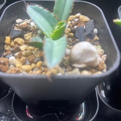 アガベ　チタノタ　ブラック&ブルー　BB 子株の画像