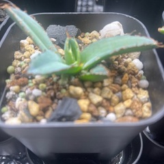 アガベ　チタノタ　ブラック&ブルー　BB 子株の画像