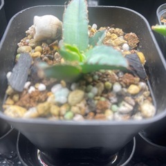 アガベ　チタノタ　ブラック&ブルー　BB 子株の画像