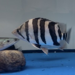 ダトニオスマトラタイガー20センチ２４時間発色してます！の画像