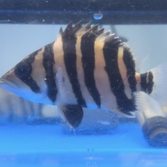 ダトニオスマトラタイガー１３センチの画像