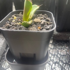 アガベ　チタノタ　イラン株札落ち　子株の画像