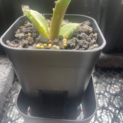 アガベ　チタノタ　イラン株札落ち　子株の画像