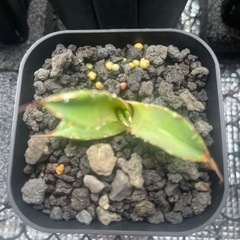 アガベ　チタノタ　イラン株札落ち　子株の画像