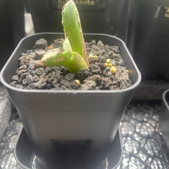 アガベ　チタノタ　イラン株札落ち　子株の画像