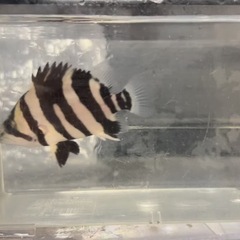 ダトニオスマトラタイガー左右対称hバンド１３センチ２４時間発色してます！の画像