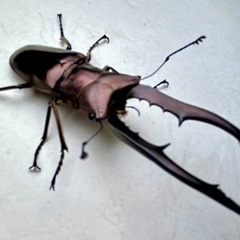 パープル系メタリフェルホソアカクワガタ　成虫ペアの画像