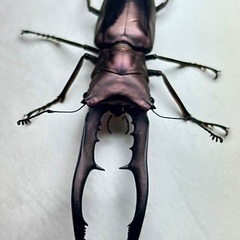 パープル系メタリフェルホソアカクワガタ　成虫ペアの画像