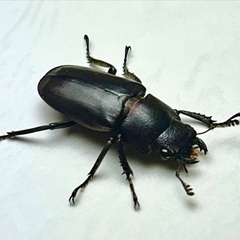 パープル系メタリフェルホソアカクワガタ　成虫ペアの画像