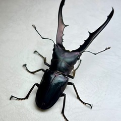 グリーンパープル系メタリフェルホソアカクワガタ　成虫ペアの画像