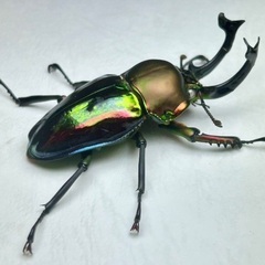 ニジイロクワガタ青紋ホワイトアイ　成虫ペアの画像