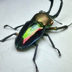 ニジイロクワガタ青紋ホワイトアイ　成虫ペアの画像