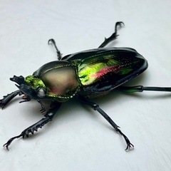 ニジイロクワガタ青紋ホワイトアイ　成虫ペアの画像