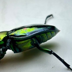 ニジイロクワガタ青紋ホワイトアイ　成虫ペアの画像