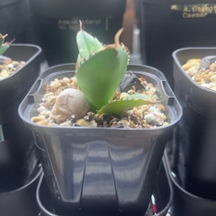 アガベ　チタノタ　黒棘厳竜　子株の画像