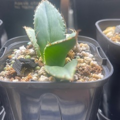 アガベ　チタノタ　黒棘厳竜　子株の画像