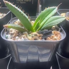 アガベ　チタノタ　黒棘厳竜　子株の画像