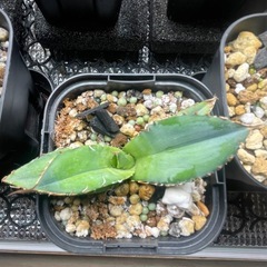 アガベ　チタノタ　黒棘厳竜　子株の画像