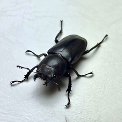 グリーンパープル系メタリフェルホソアカクワガタ　成虫ペアの画像