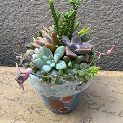 11/15 荻窪の無印良品ではじめての多肉寄せ植え体験 ～小さなグリーンで暮らしに癒しを～の画像