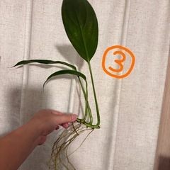 ①＋③両方まとめ買い→¥750　ヤマサキカズラ 観葉植物　水上葉　水草の画像