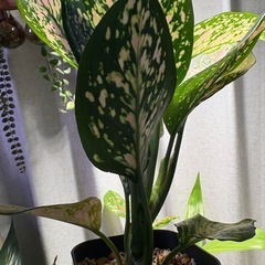 抜き苗　アグラオネマ 品種不明 観葉植物の画像