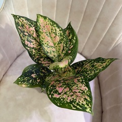 抜き苗　アグラオネマ 品種不明 観葉植物の画像