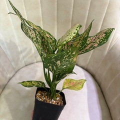 抜き苗　アグラオネマ 品種不明 観葉植物の画像