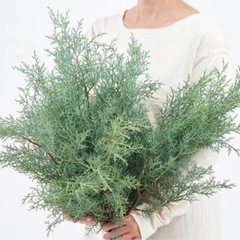 ブルーアイス　hkの画像