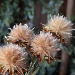 リューカ　　qjの画像