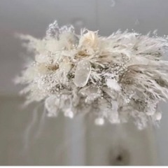 ルナリア　小分けの画像