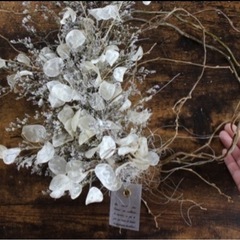 ルナリア　小分けの画像