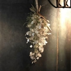 ルナリア　小分けの画像