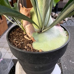 コウモリランの画像