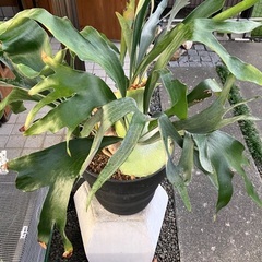 コウモリランの画像