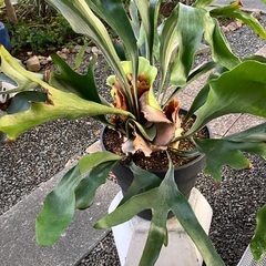 コウモリランの画像