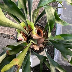 コウモリランの画像