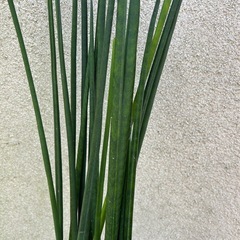 観葉植物 サンスベリア バキュラリス ③の画像