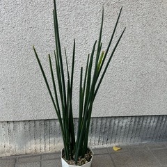 観葉植物 サンスベリア バキュラリス ③の画像