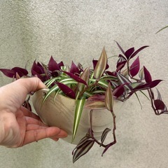 観葉植物 トラディスカンティアとオリヅルランの寄せ植えの画像