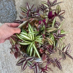 観葉植物 トラディスカンティアとオリヅルランの寄せ植えの画像