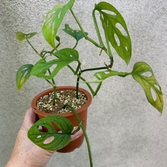 観葉植物 モンステラ オブリクアの画像