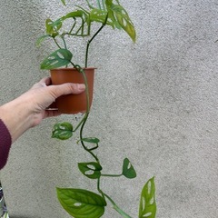 観葉植物 モンステラ オブリクアの画像